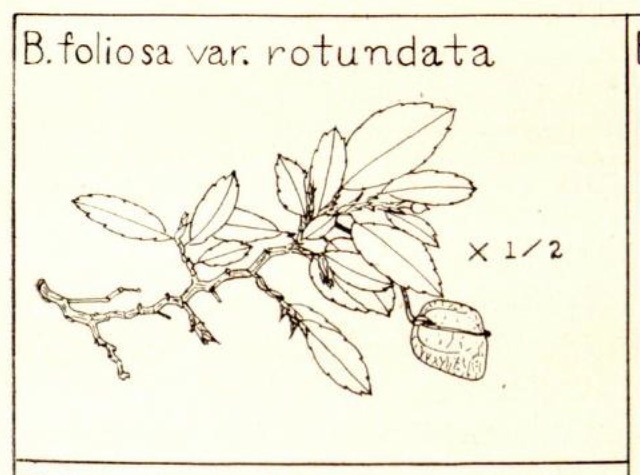 B. foliosa var. rotundata